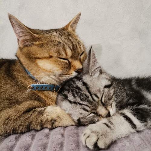 Photo #10760952