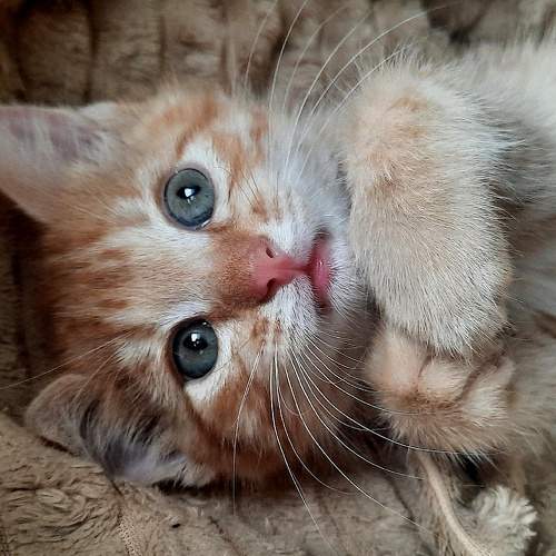 Photo #10761048