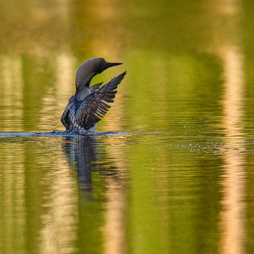 Photo #10761161