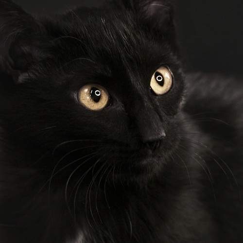 Photo #10761465