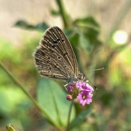 Photo #10761994