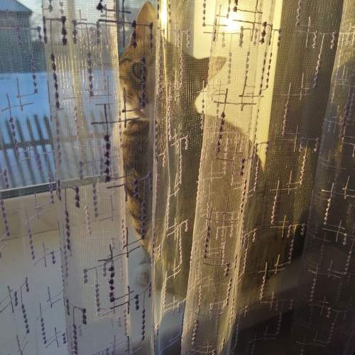 Photo #10762029