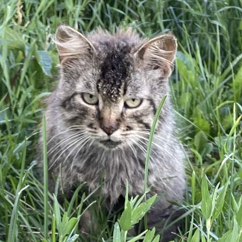Photo #10762232