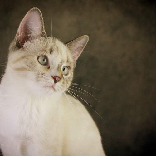 Photo #10762858