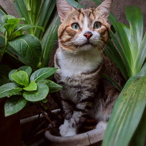 Photo #10763250