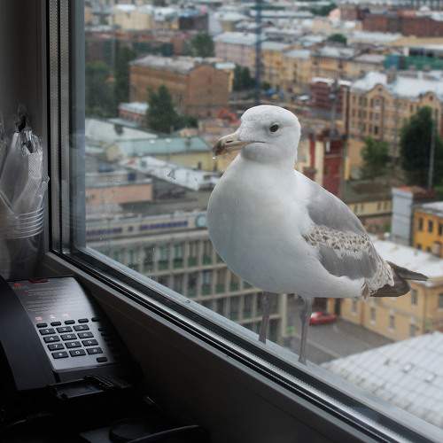 Photo #10763387