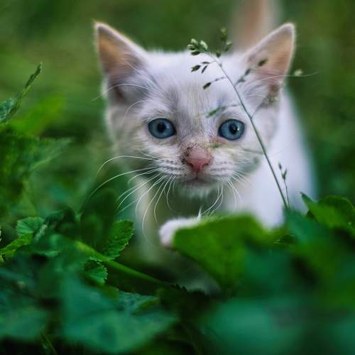 Photo #10763864