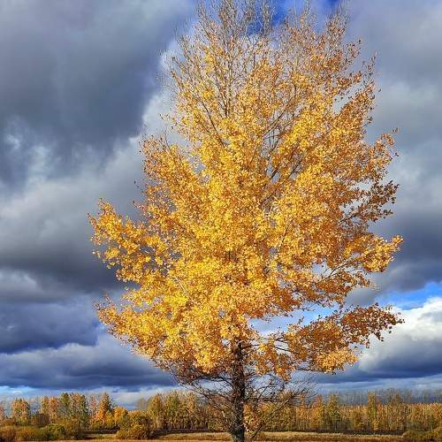 Photo #10764186