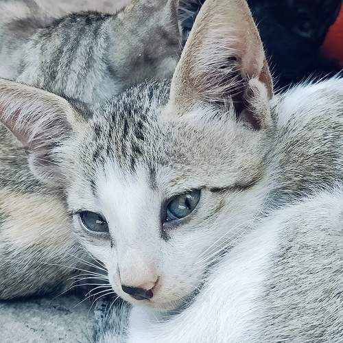 Photo #10764190