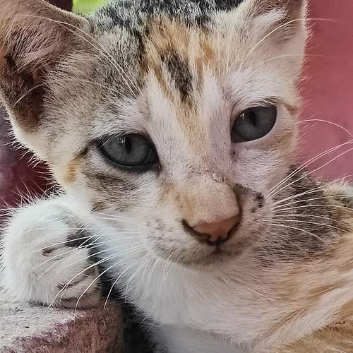 Cat with big eyes