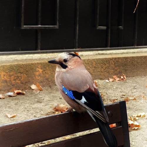 Photo #10764276