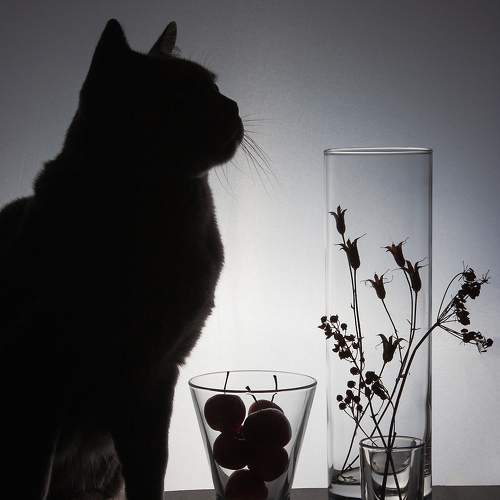 Photo #10764651