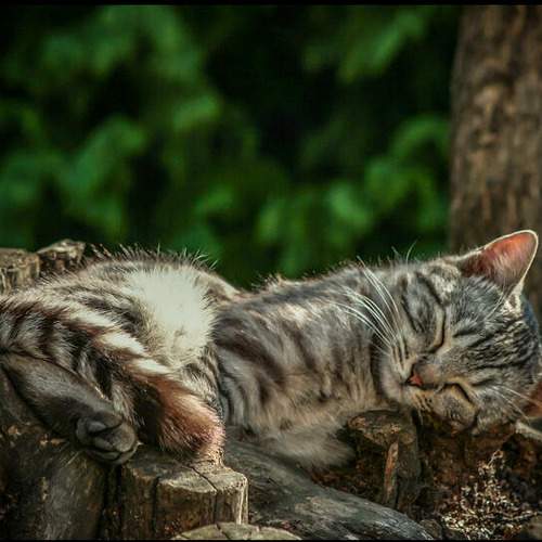 Photo #10764661