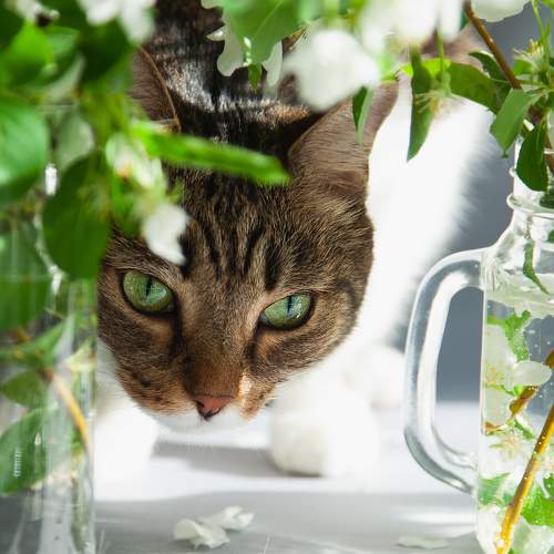 Photo #10764729