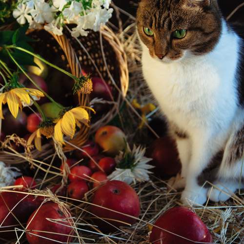 Photo #10764778