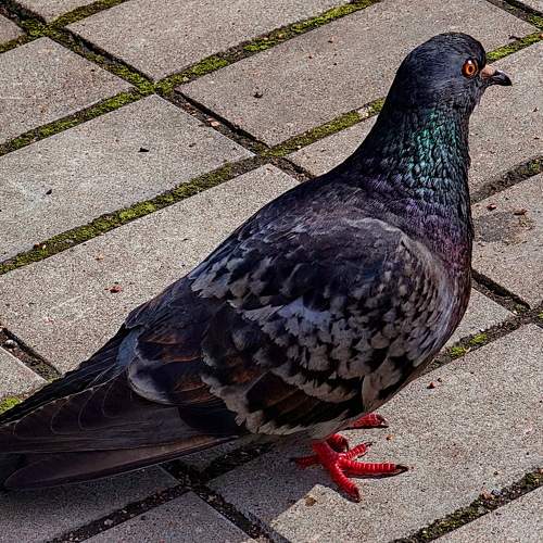 Photo #10764853