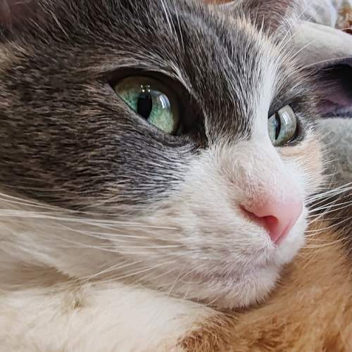 Photo #10765217