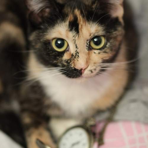 Photo #10765235