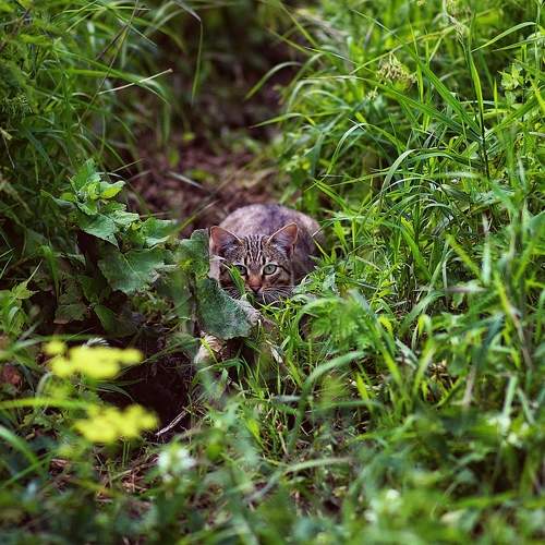 Photo #10765236