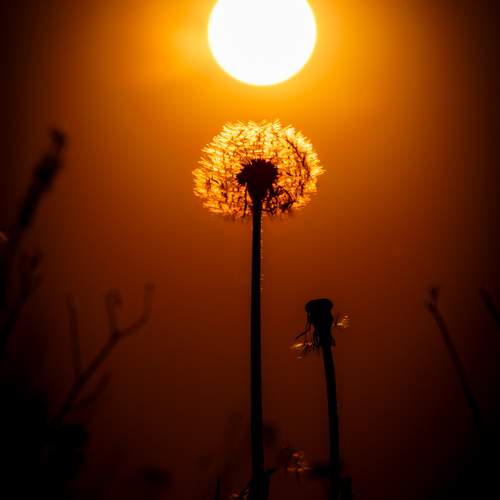 Backlit Dandelion Clocks