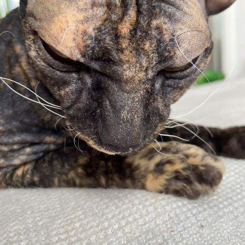 Photo #10765871