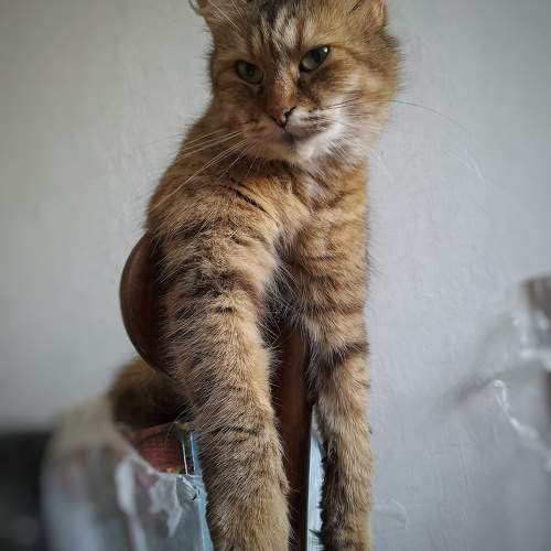 Photo #10766217