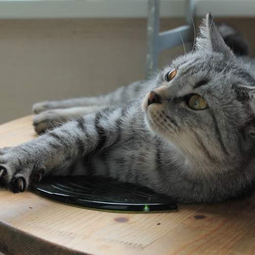 Photo #10766473