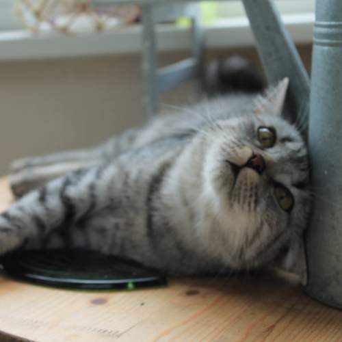 Photo #10766477