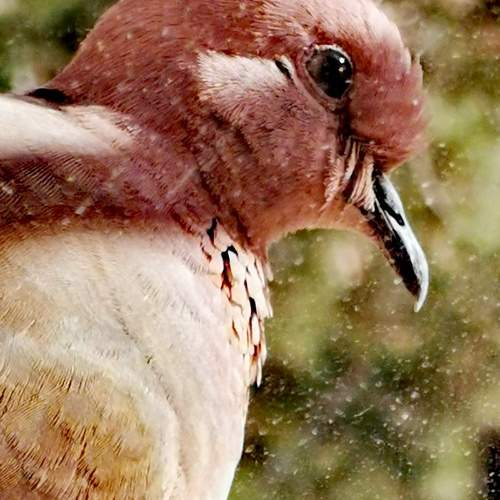 Photo #10766871
