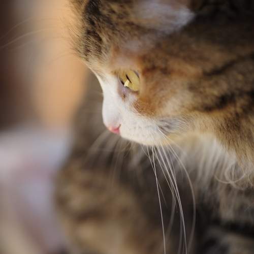 Photo #10766947