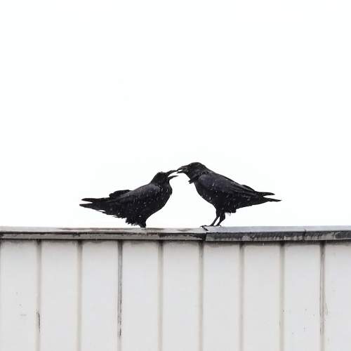 Photo #10766966