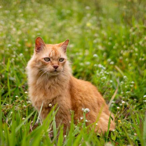 Photo #10767116
