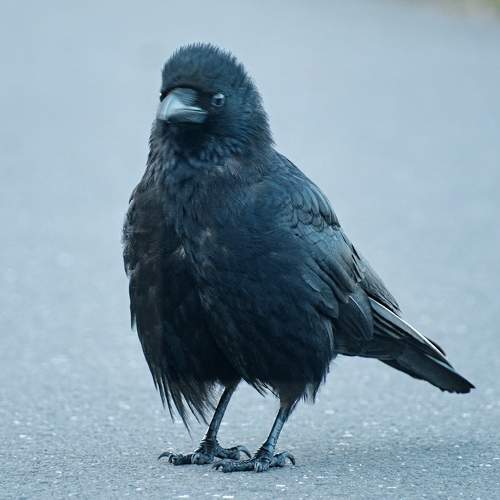 Фотография #10767185