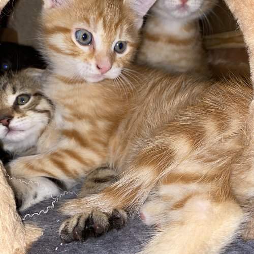 Photo #10767281