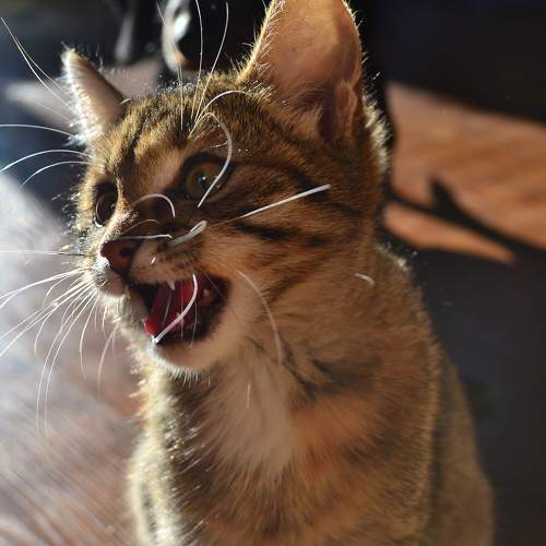 Photo #10767298