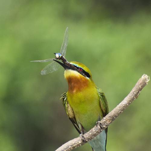 Blue tailed bee eater  with a catch