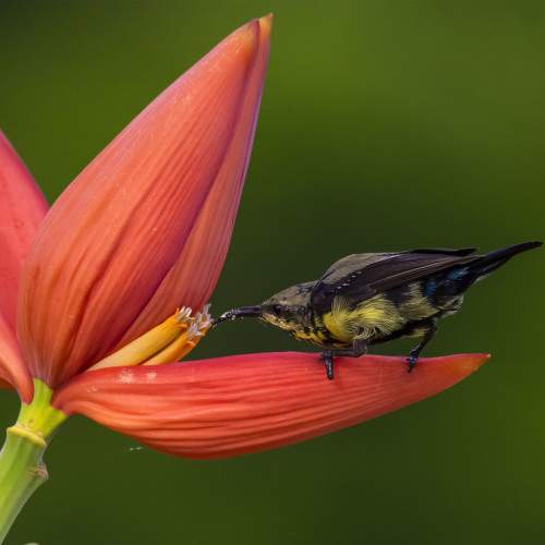 Purple sunbird on a banana heart