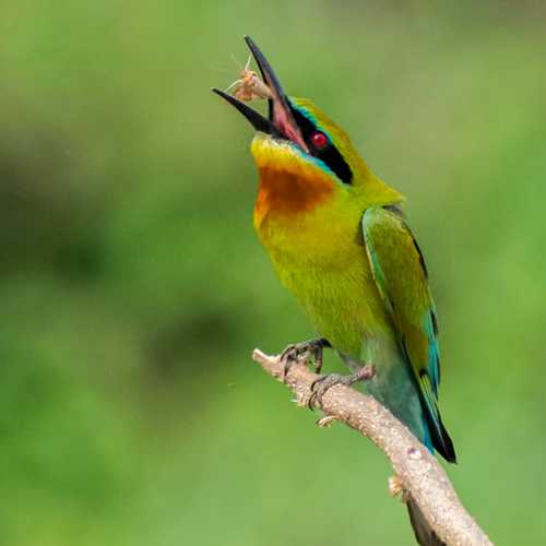 Blue tailed bee eater  with a toss