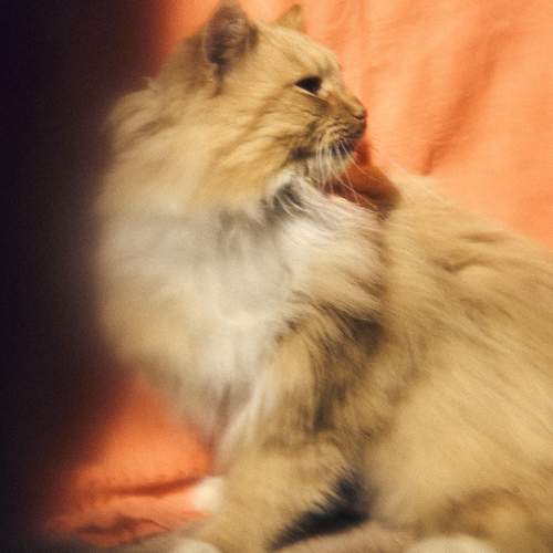 Photo #10768307