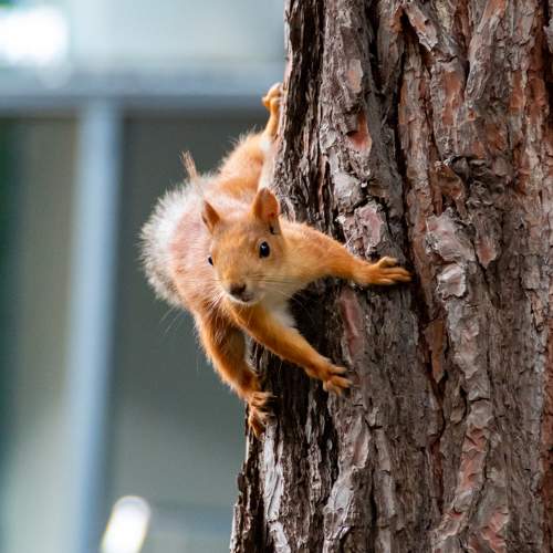 Photo #10768646