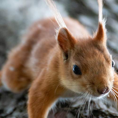 Photo #10768653