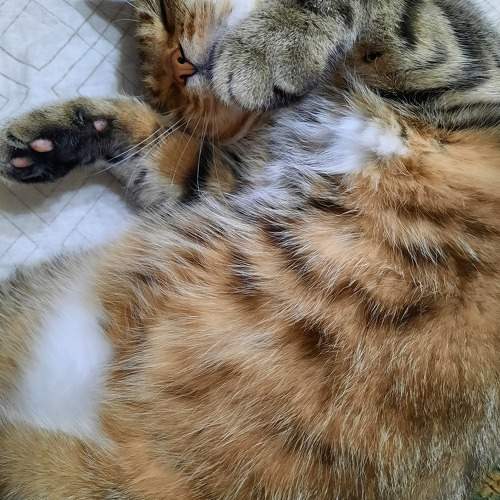 Photo #10768757