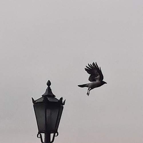 Photo #10768800