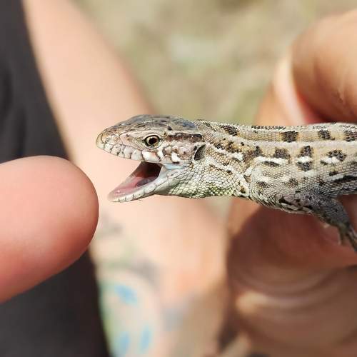 Photo #10768897