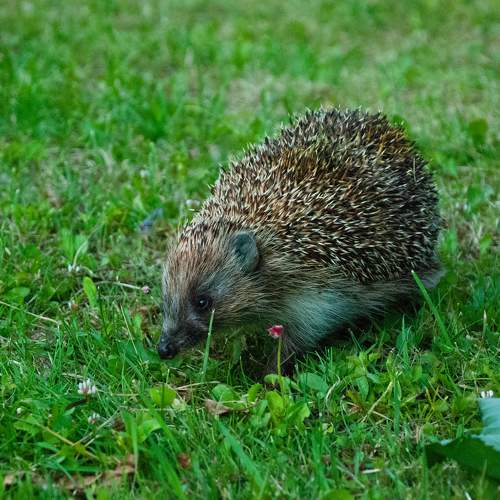 Photo #10769163
