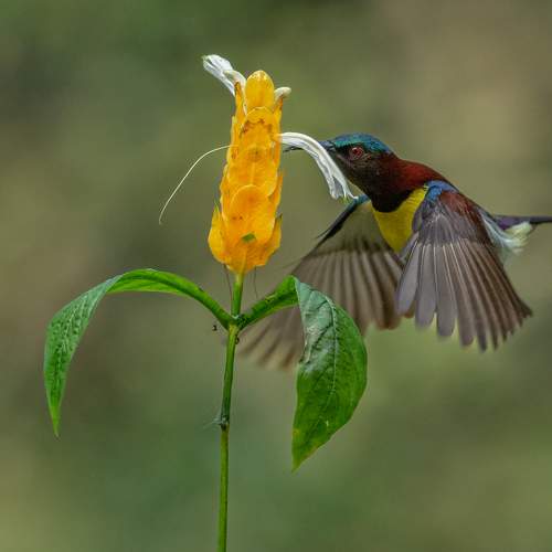 Sunbird