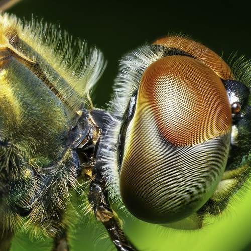 Dragonfly, Rhyothemis variegata