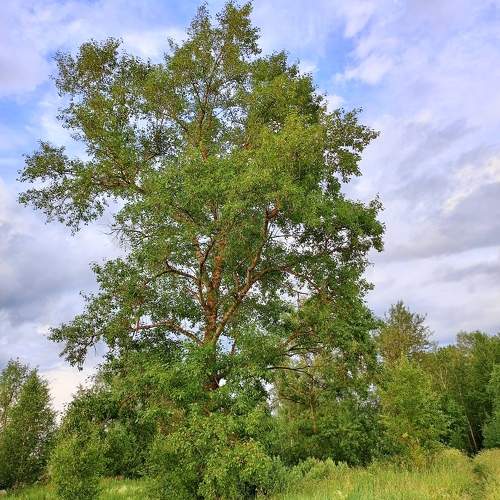 Photo #10769342