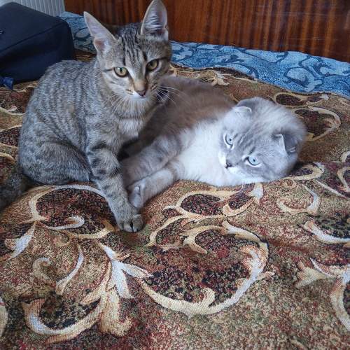 Photo #10769357