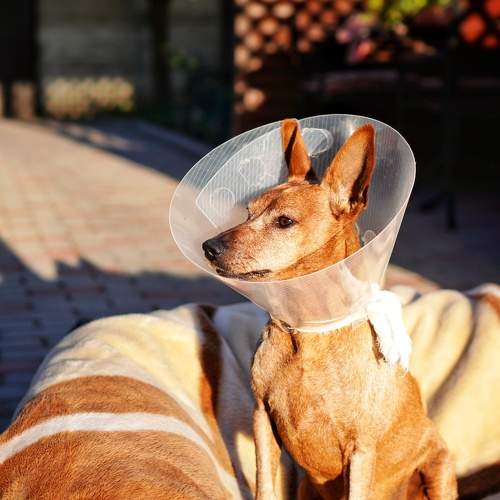 Photo #10769701